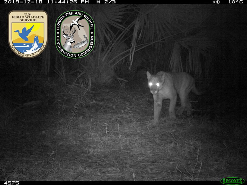 Panther in Charlotte County